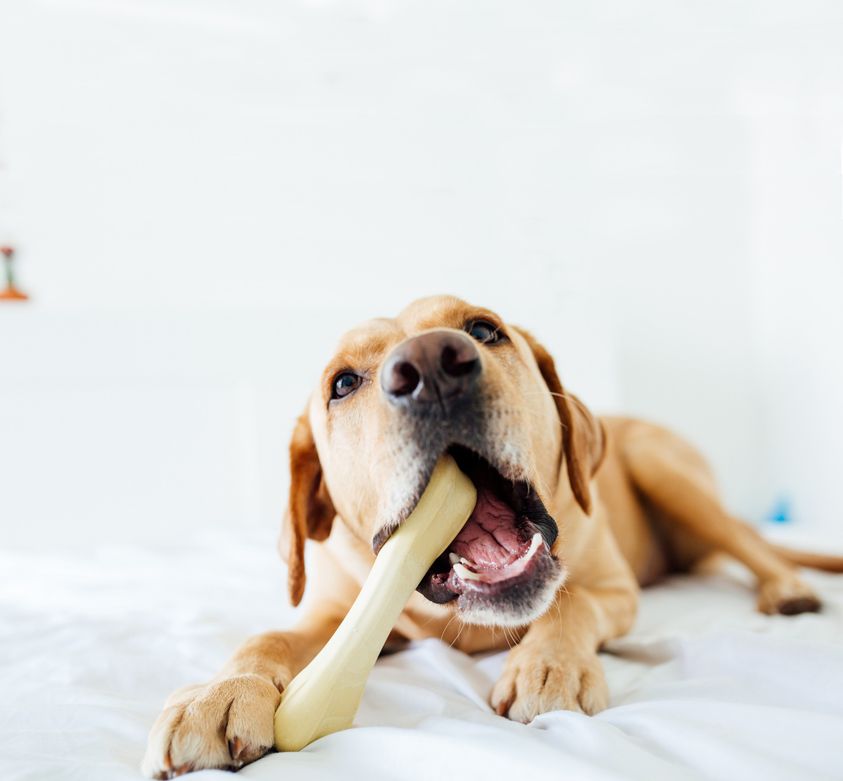 Petstages_Chick-a-Bone