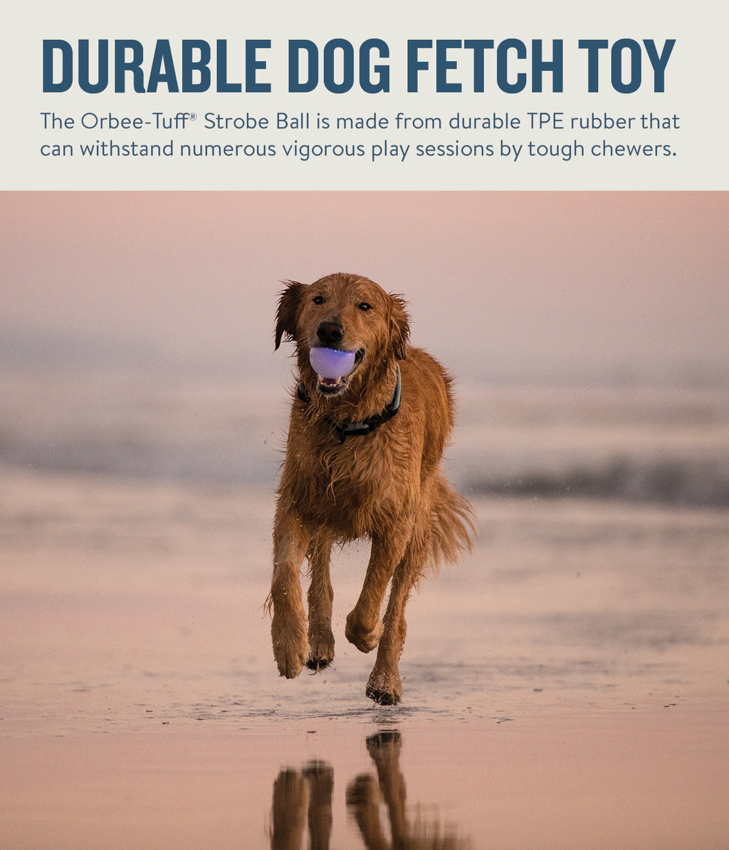 TOYD147_Pet Stages_Planet Dog_Orbee-Tuff Strobe Ball