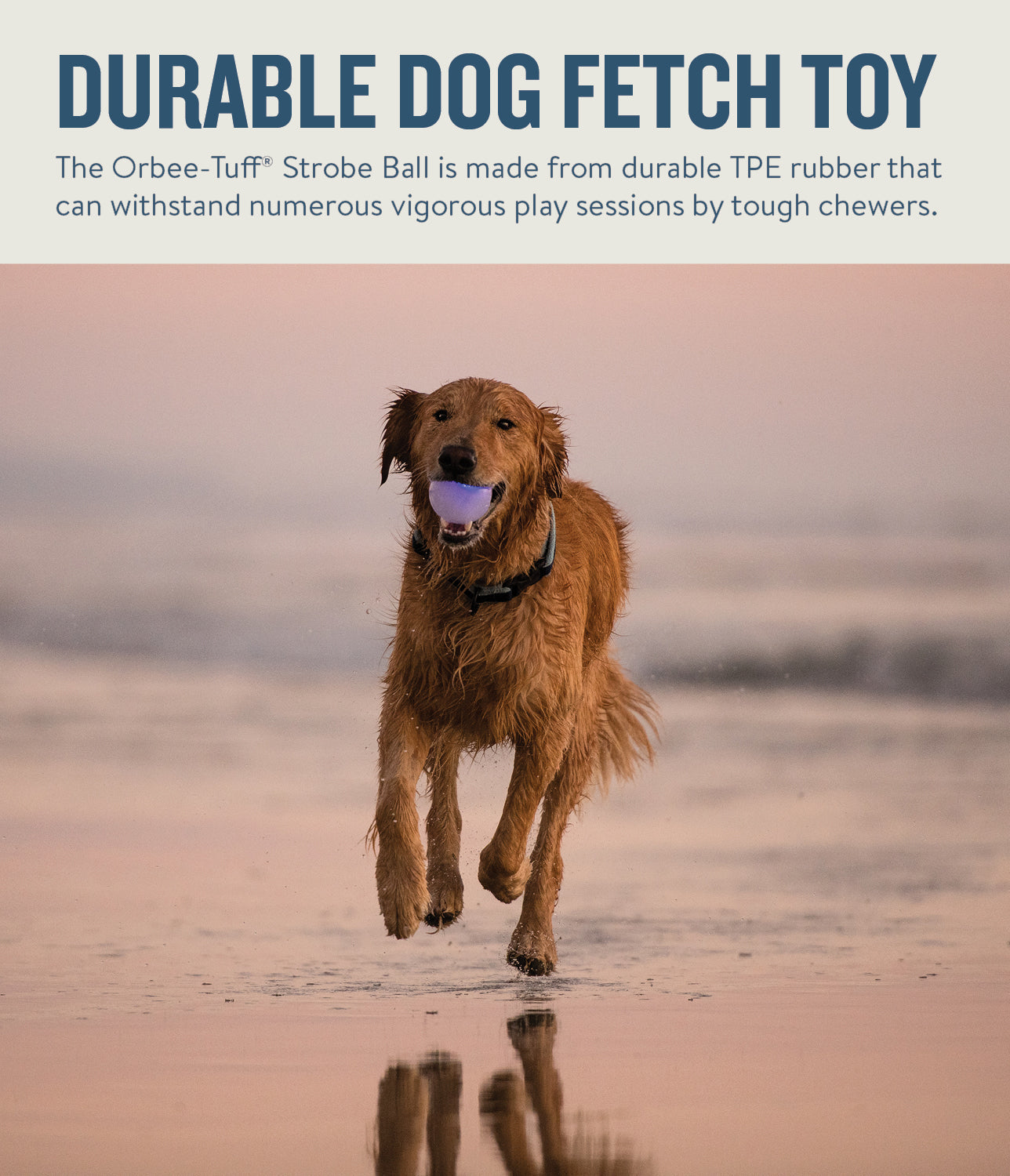 TOYD147_Pet Stages_Planet Dog_Orbee-Tuff Strobe Ball