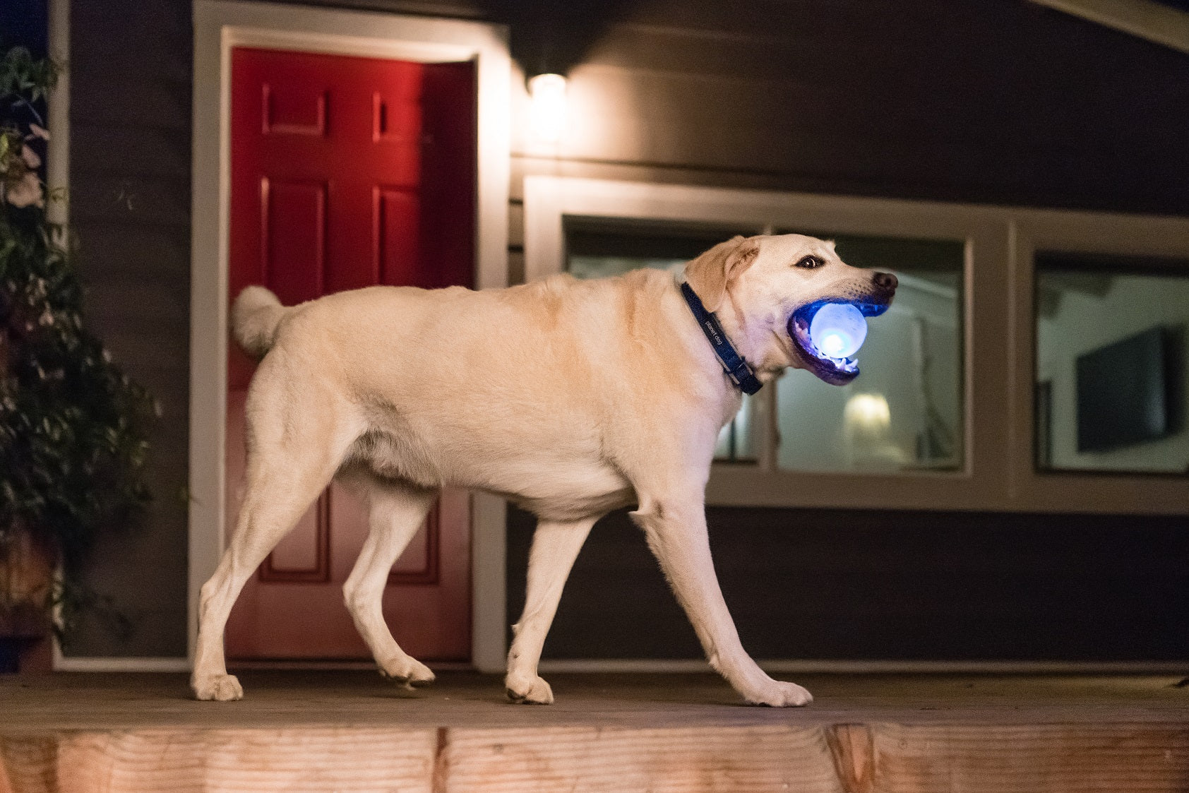 TOYD147_Pet Stages_Planet Dog_Orbee-Tuff Strobe Ball White