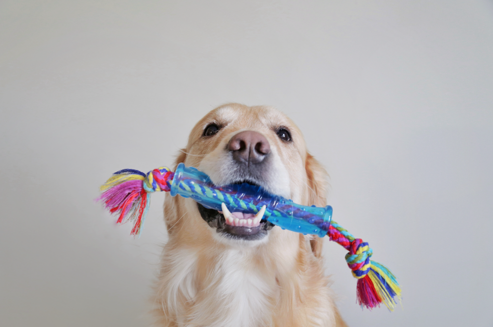 TOYD14_Petstages_ORKA Stick_5