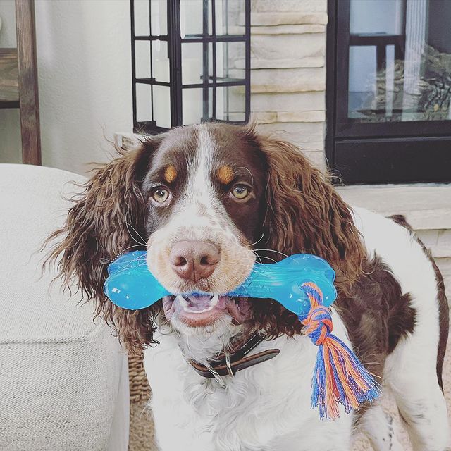 TOYD33_Petstages_ORKA Bone