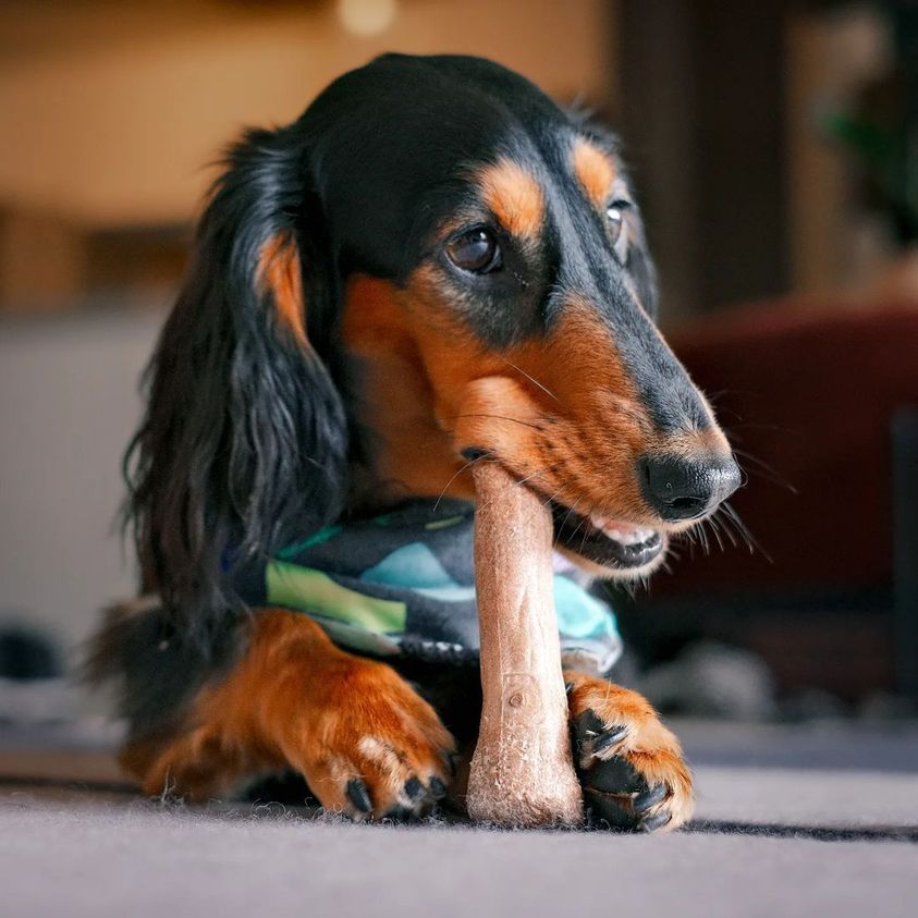Petstages_Dogwood