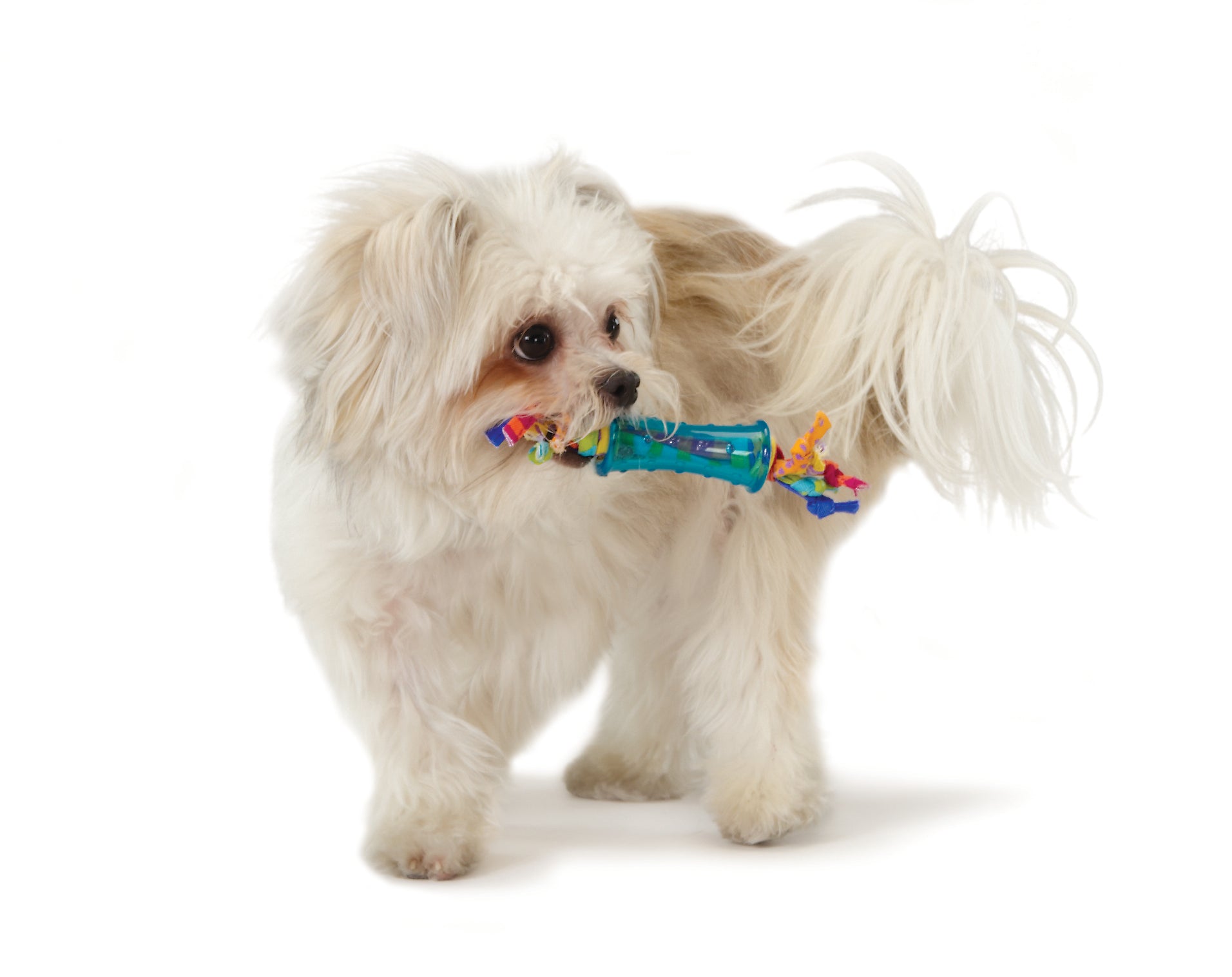 TOYD66_Petstages_Mini Dental Chew Pack
