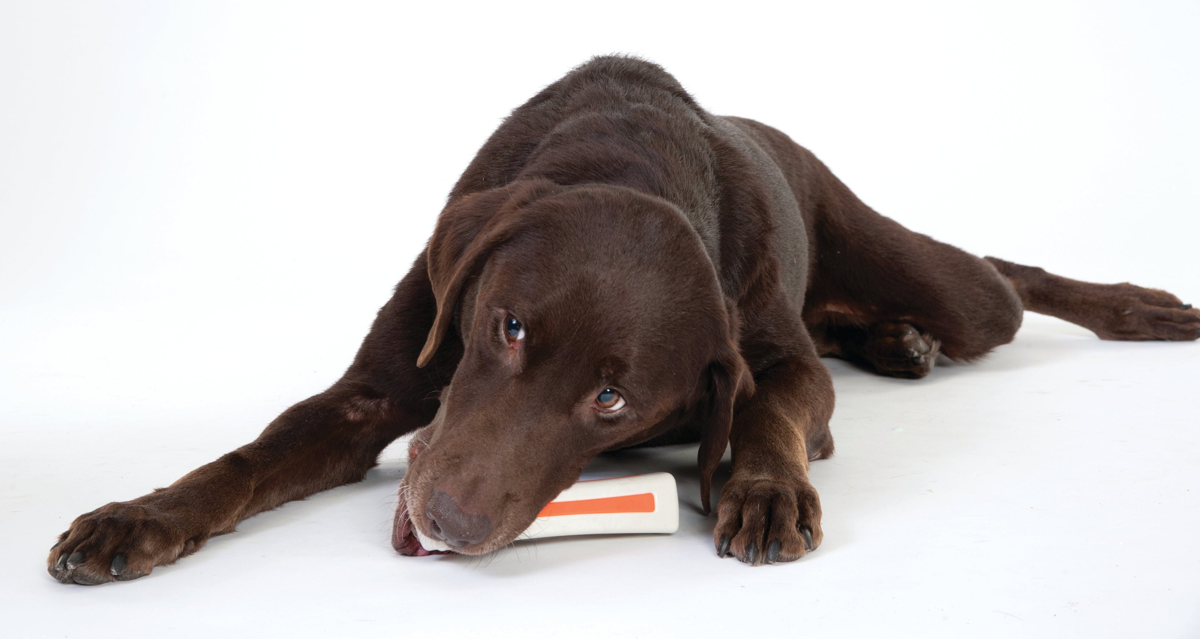 TOYD79_Outward Hound_Petstages_Beyond Bone